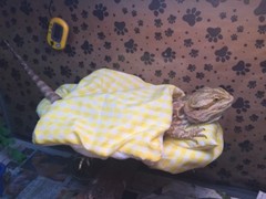 CHECKERED YELLOW LRG RESTING BED SET COVER ONLY NO FRAME BED 4 BEARDED DRAGON