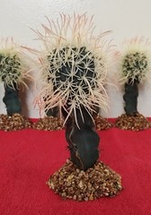 6″ Birds Nest Cactus On Stone Base Reptile Habitat Decor Terrarium NEW