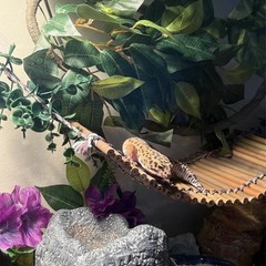 Reptile Bamboo Climbing Bridge,Lizard Ladder Hammock Bridge Bearded Dragon Ha…