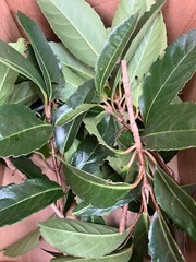 Organic 100% Magnolia Leaves Pet Reptile Terrarium Vivarium Leaf Litter