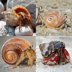 2.33.1 Inch Boutique Medium Large Natural Hermit Crab Turbo Shells Opening