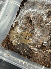 Ornamental Baboon Tarantula (Heteroscodra maculata) – 1-3 in