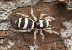 Mystery Jumper – Jumping Spider Random Species – Buy2Get1Free