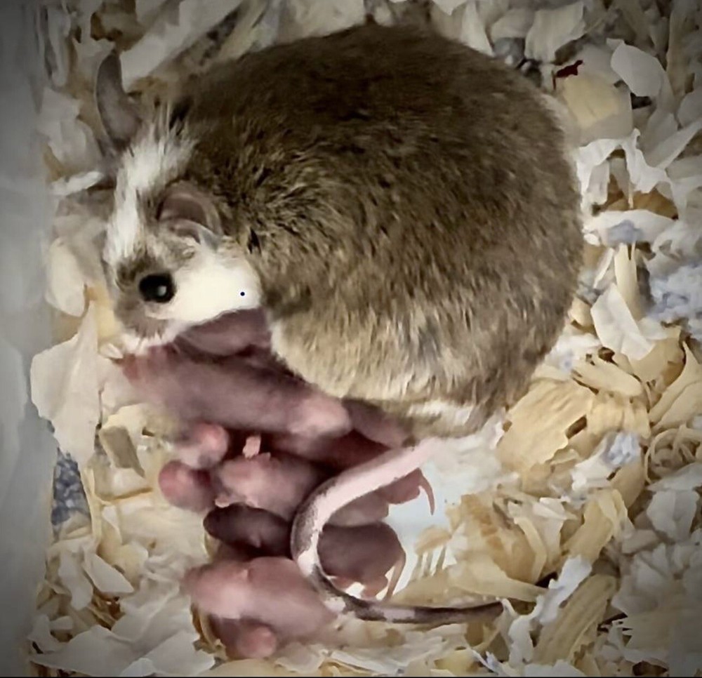 African Soft Fur Rats