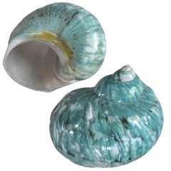2pcs Hermit Crab Shells XL Size Opening 1.73″ Natural Sea Conch Turbo Seashel