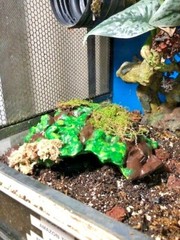 Arboreal Attitudes Weighted Ground Hides For Terrariums And Cages For Reptiles