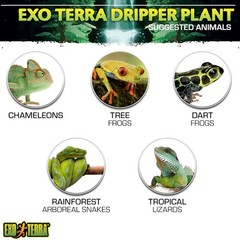 Dripper Plant, Large