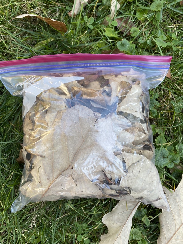 One Bag OAK Leaves For Isopods, Reptiles, Hermit Crabs, Terraniums, Organic