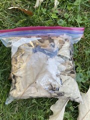 One Bag OAK Leaves For Isopods, Reptiles, Hermit Crabs, Terraniums, Organic