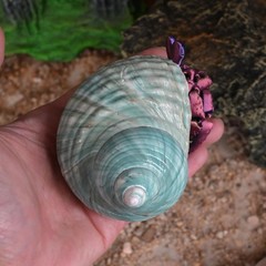 2pcs Hermit Crab Shells XL Size Opening 1.73″ Natural Sea Conch Turbo Seashel…