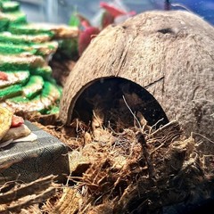 Hermit Crab Accessories, 5Pcs Hermit Crab Climbing Toys Coconut Shell Hideout
