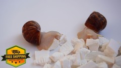 Begeterday Cuttlebone 1.6oz for Snails