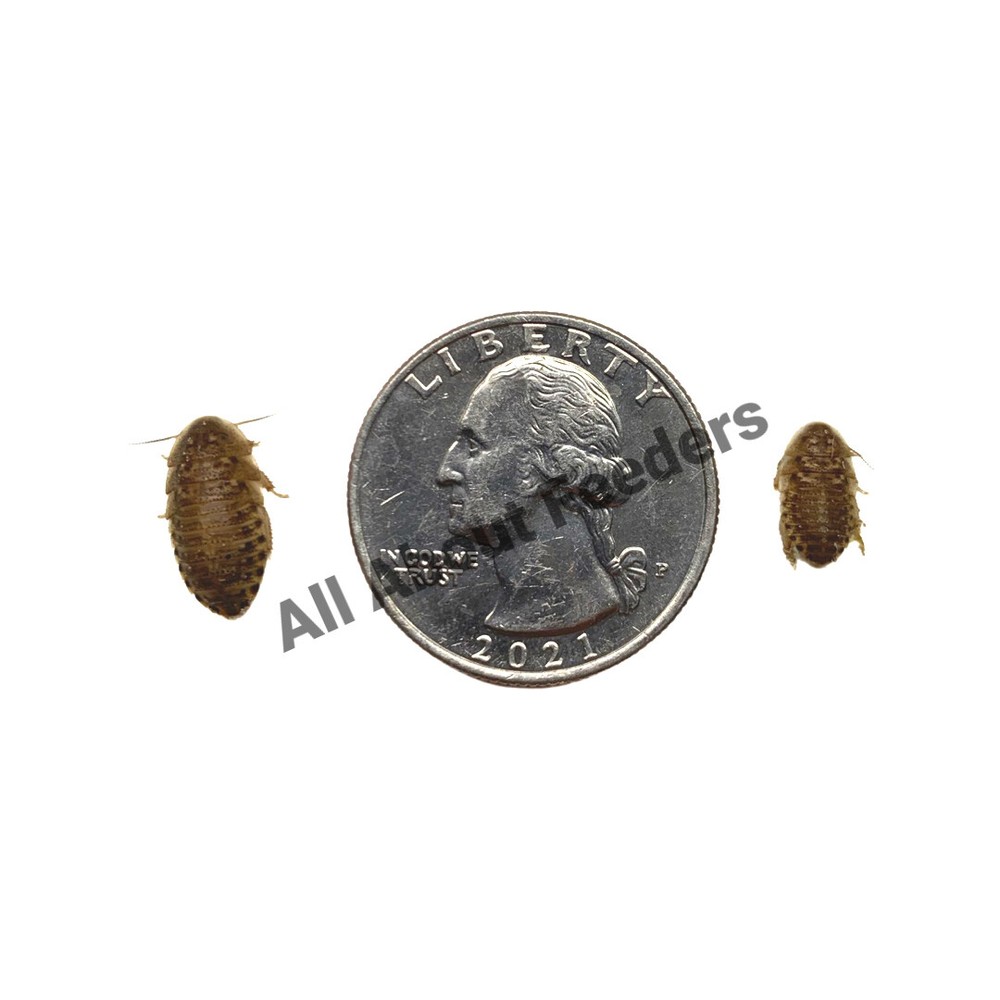Dubia Roaches (Small, Medium,Large,X-Large)