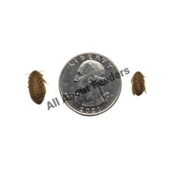 Dubia Roaches (Small, Medium,Large,X-Large)