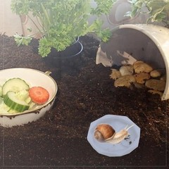 2 Pack Snail Water Dish – Silicone Calcium Bowl Feeder for Land Snails