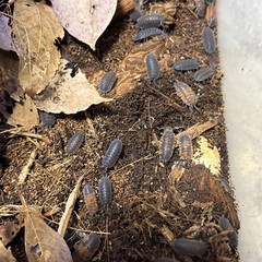 20+ ct. Porcellio scaber “Lava” Red, Orange & Black Isopods