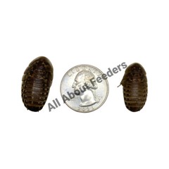 Dubia Roaches (Small, Medium,Large,X-Large)