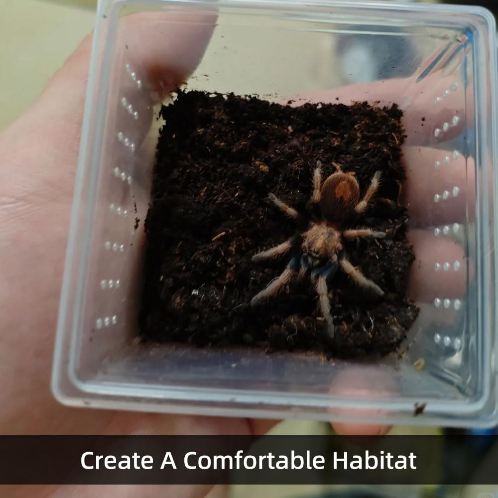 15 PCS Spider Terrariums Breeding Box, Small Insect Hatching Container Plasti…