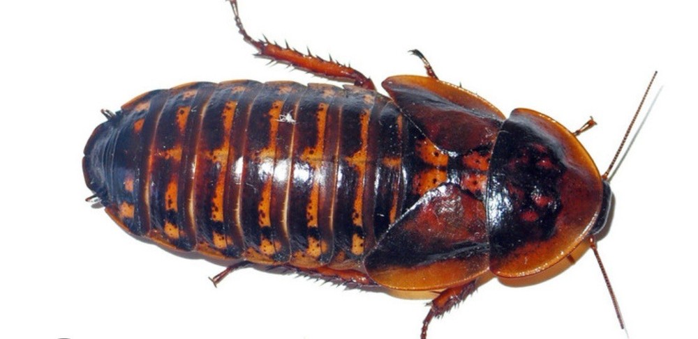 25 Jumbo Dubia Roaches