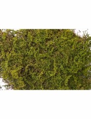 T-Rex Sheet Moss
