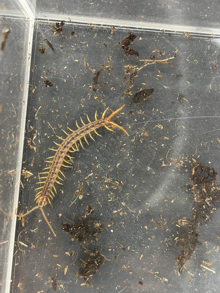 Gold Sumbawa Centipede (Ethmostigmus sp.) – 2 in