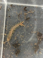 Gold Sumbawa Centipede (Ethmostigmus sp.) – 2 in
