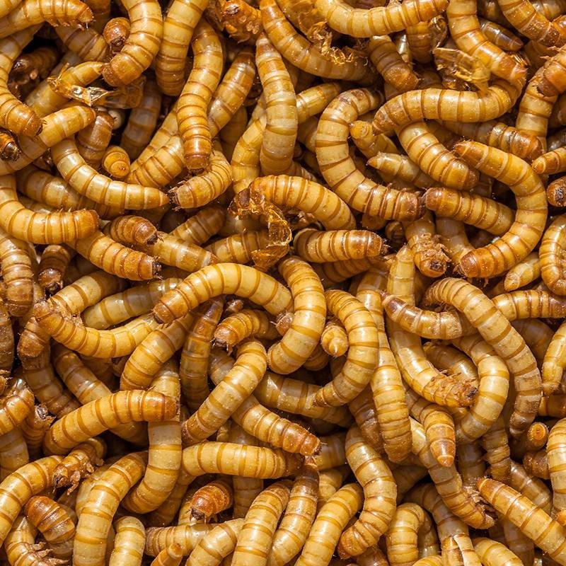 Live Mealworms 500