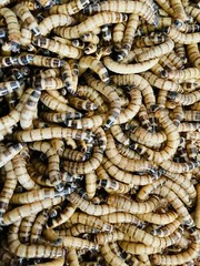 Live Superworms – 50-1000 counts – 4 different sizes – First Class/Priority Mai