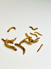 Live Superworms – 50-1000 counts – 4 different sizes – First Class/Priority Mai