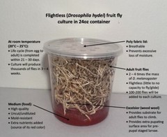 Flightless Fruit Flies (newly started 24oz Drosophila hydei culture)