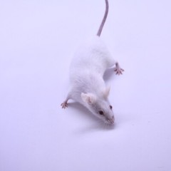 Frozen Feeder Mice: 75 Large Adults -FREE S&H -MiceDirect !!! Rodents! Reptiles