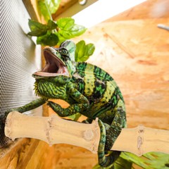 1PC Bearded Dragon Decor Reptile Tree Branch Cup Type Wood Branch