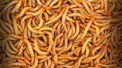 500 – Live Mealworms – Reptile Food