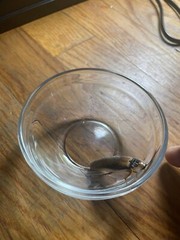 Dubia Roach Male 25 Count