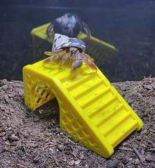 Hermit Crab Climbing Hideout Cave Hermit Crab Tank Toys Decoration Accessories