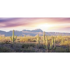 AWERT Reptile Habitat Background Blue Sky Oasis Mountain Cactus Sun and Deser…