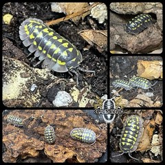 Gestroi Isopods (x50)