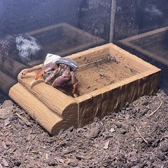 Hermit Crab Pool Log Tank Decoration Ornament Hermit Crab Decor Toys Supplies