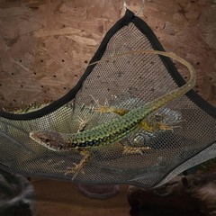 2Pcs Durable Pet Hammock Black Mesh Reptile Hanging Bed for Lizards Snakes