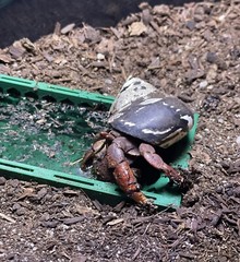 Hermit Crab Pool Underground Tank Decoration Climbing Toys Ornament Accessories