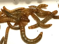 LIVE MEALWORMS FOR FISH BIRDS & REPTILES—RANDOM SIZE— 1/4″ TO 1/2″