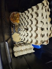 Dubia Roaches Feeder Insects Various Sizes for Reptile Feeding