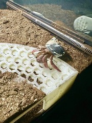 Hermit Crab Tank Decor Corner Underground Hideout Cave Hide Decoration Supplies