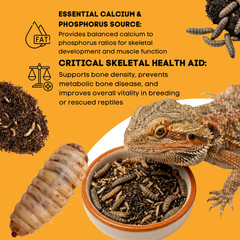 500 Black Soldier Fly Larvae Live Feeder Insects for Reptiles & Amphibian