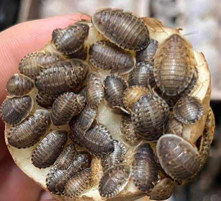 10,000 small Dubia roaches, Free 2 day shipping, For reptiles and birds