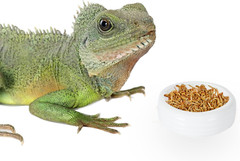 Reptile Food Bowls Ceramic round Reptile Water Food Dish, Pet Food Bowl for Liza