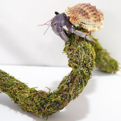 25 Inch Hermit Crab Climbing Toys, Bendable Hermit Crab Supplies, Ideal Hermit