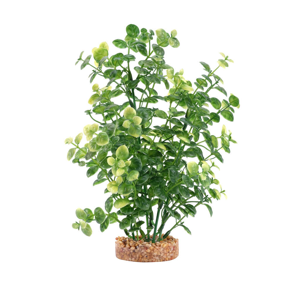 Fluval Aqualife Green Bacopa Plant Select Size:: 10 inch