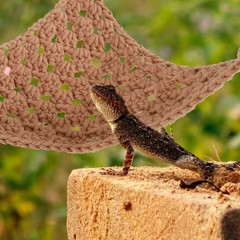Vertical Space Saving Reptile Cage Hammock Bed for Lizards and Snake Pets