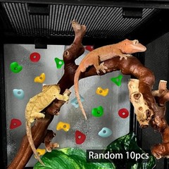 10Pcs Climb Pets and Rocks Climbing Wall Accessories Anti Slip Reptile Habitat